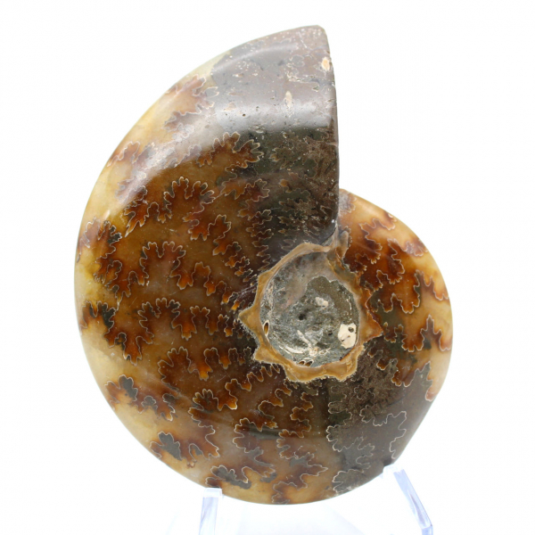 Polished ammonite