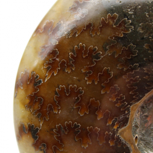 Polished ammonite