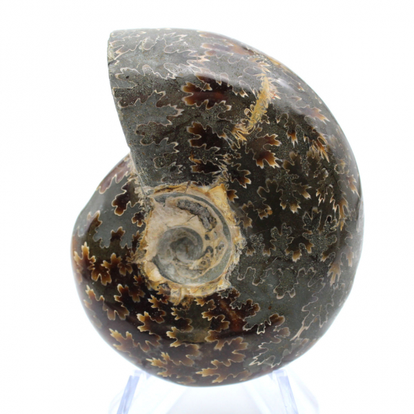 Polished ammonite from Madagascar