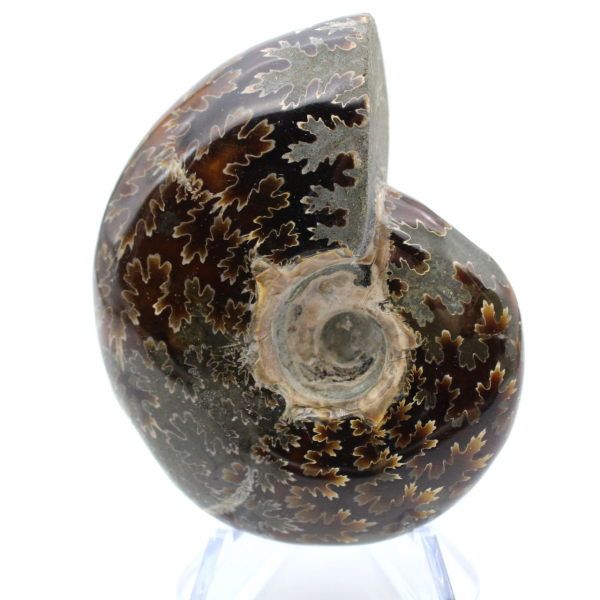 Polished ammonite from Madagascar