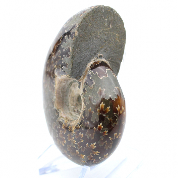 Polished ammonite from Madagascar