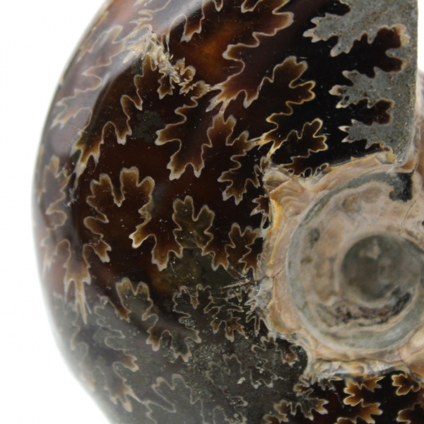 Polished ammonite from Madagascar