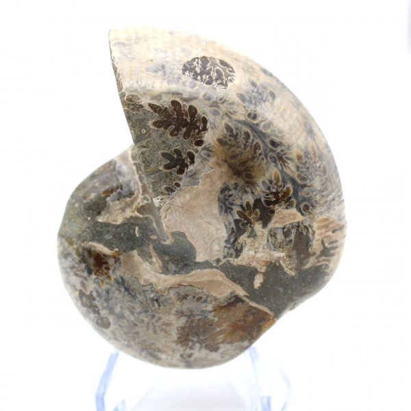 Fossil ammonite from Madagascar