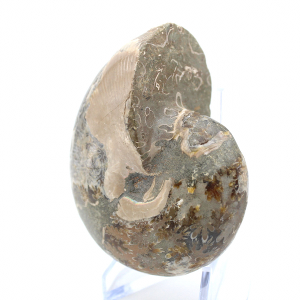 Fossil ammonite from Madagascar