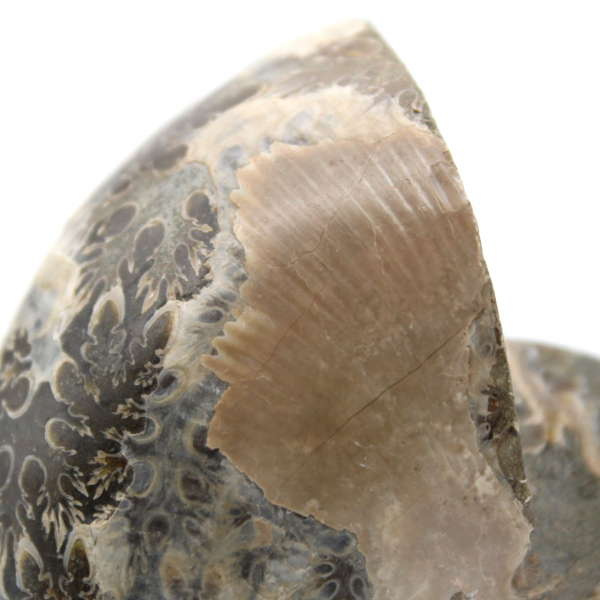 Fossil ammonite from Madagascar