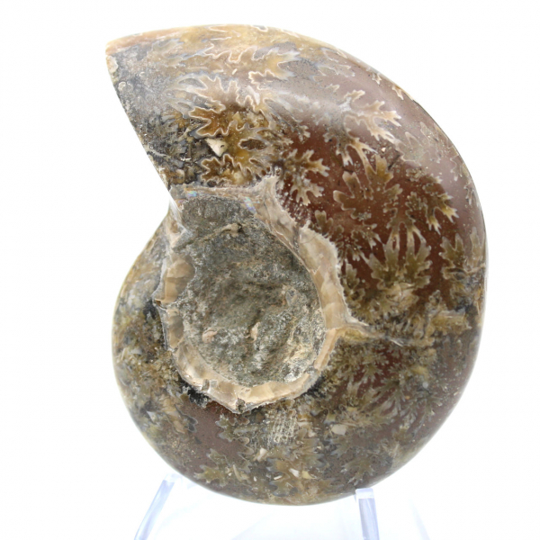 Ammonite fossil one piece