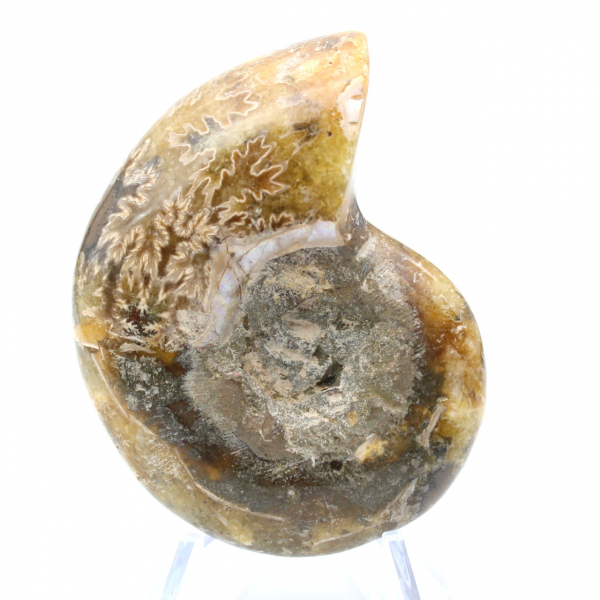 Ammonite fossil one piece