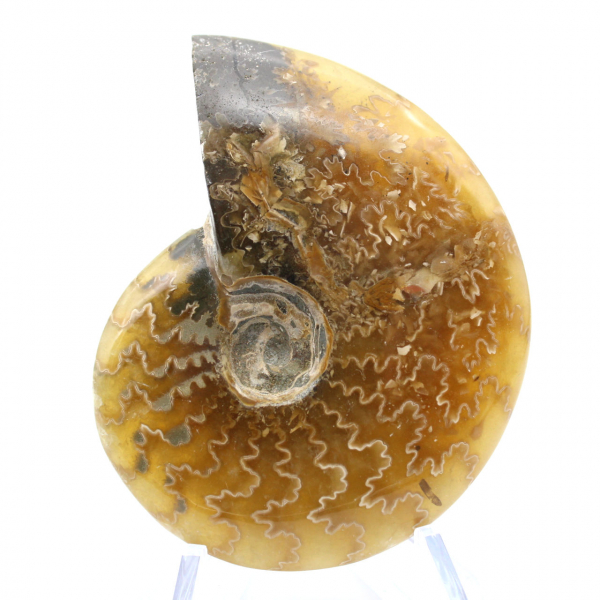 Polished fossil ammonite from Madagascar