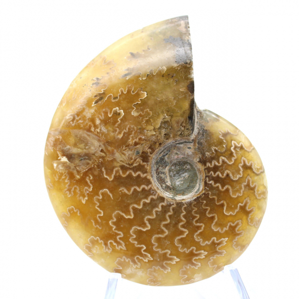 Polished fossil ammonite from Madagascar