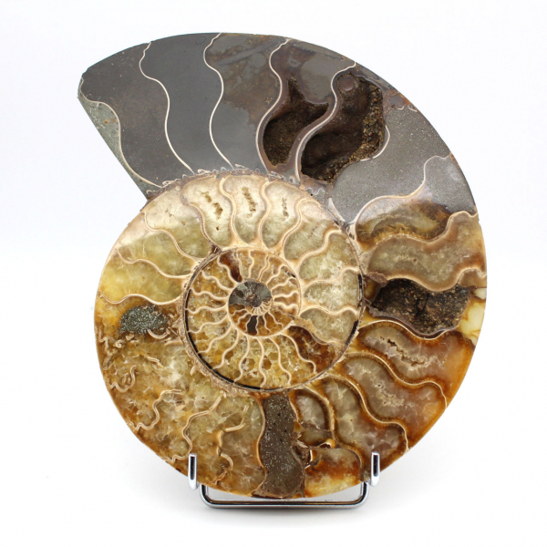 Ammonite