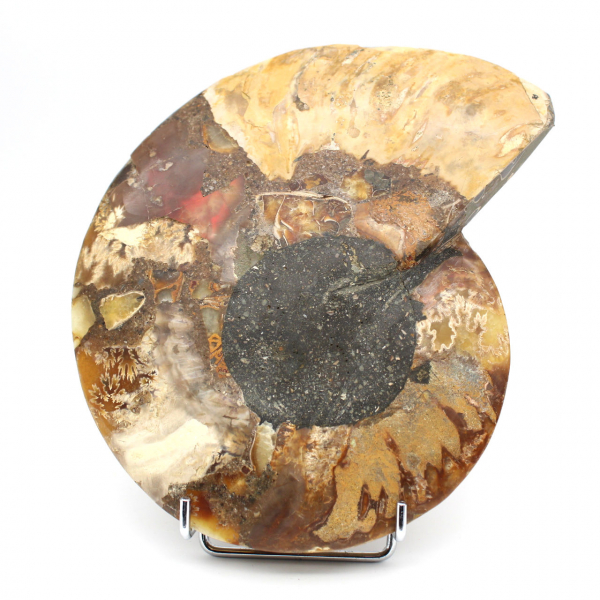 Ammonite