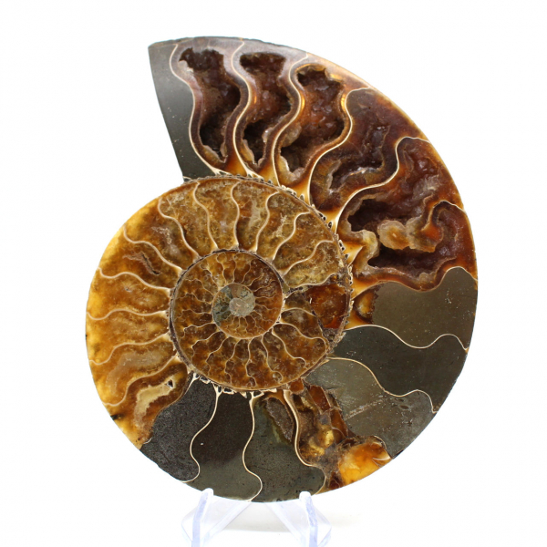 Fossilized polished ammonite