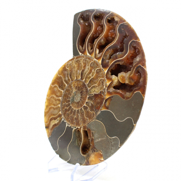 Fossilized polished ammonite