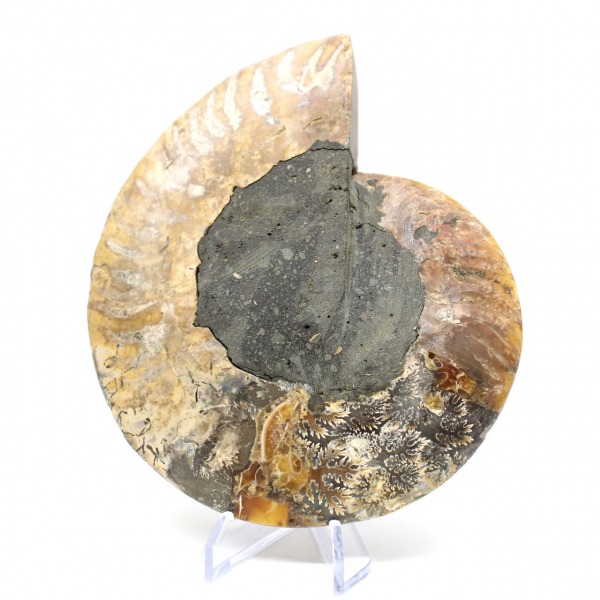 Fossilized polished ammonite