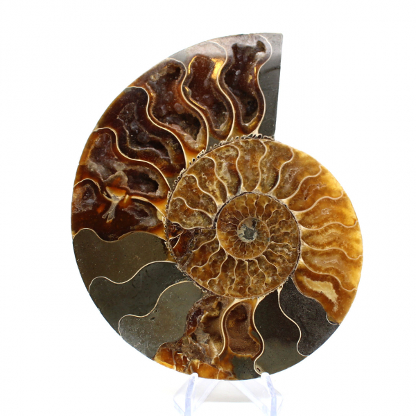 Natural fossil ammonite