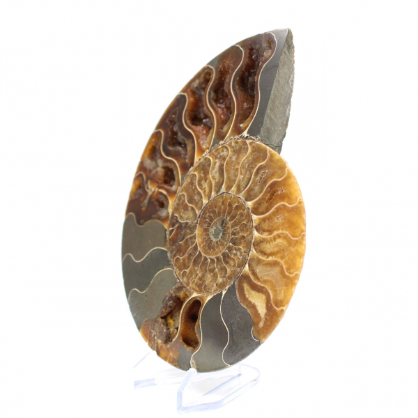 Natural fossil ammonite