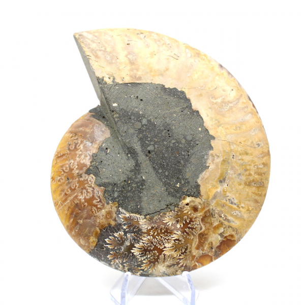 Natural fossil ammonite