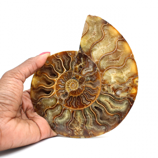 Polished ammonite fossil