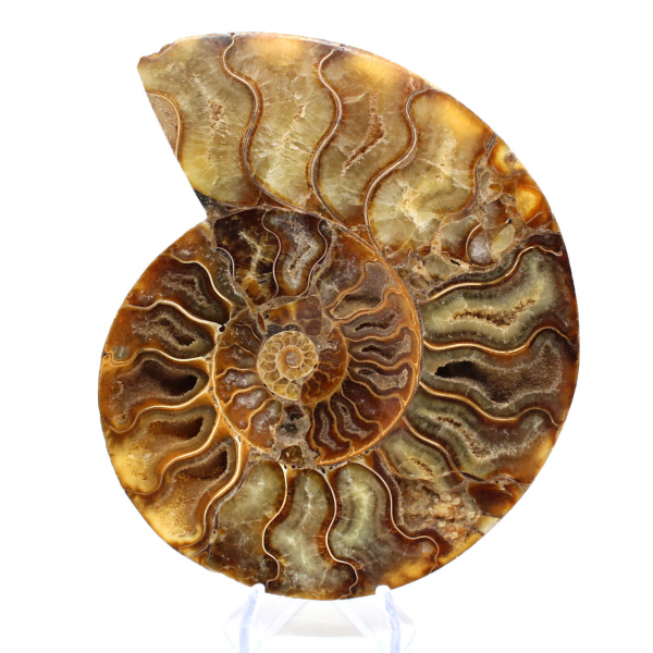 Polished ammonite fossil