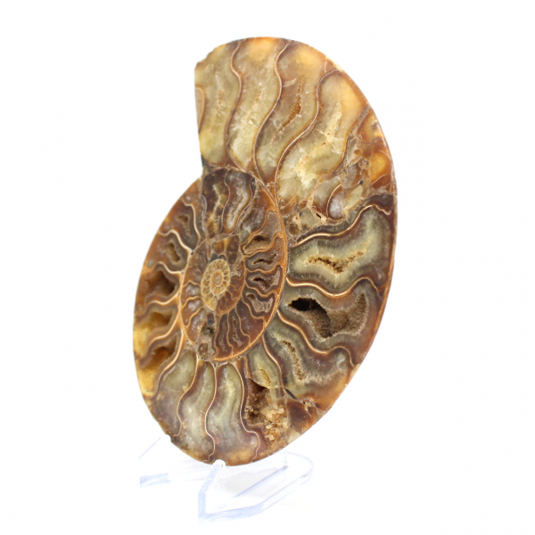 Polished ammonite fossil