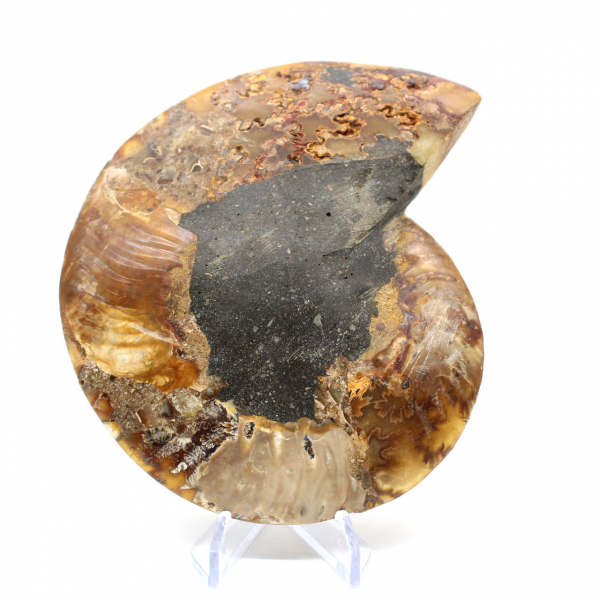 Polished ammonite fossil