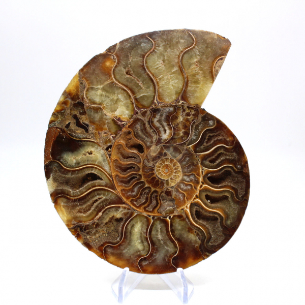 Ammonite fossil from Madagascar