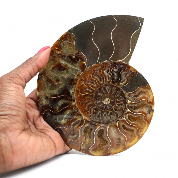 Ammonite fossil one piece