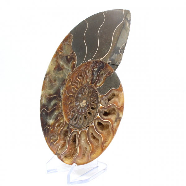 Ammonite fossil one piece