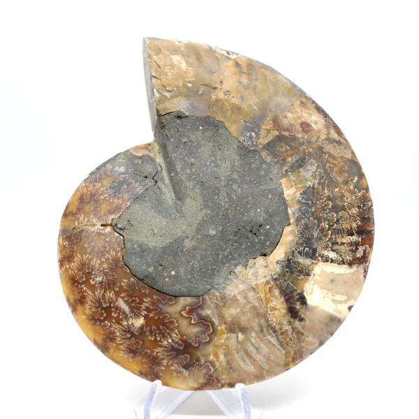 Ammonite fossil one piece