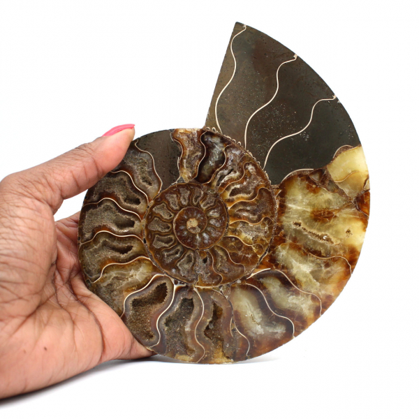 Polished fossil ammonite from Madagascar