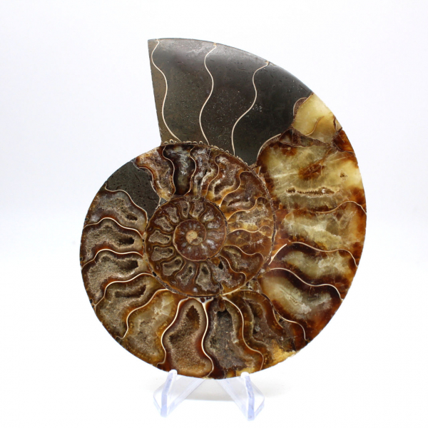 Polished fossil ammonite from Madagascar