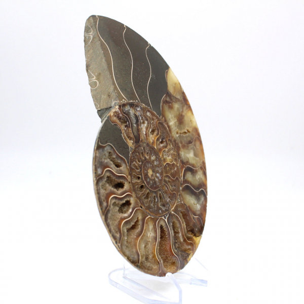 Polished fossil ammonite from Madagascar