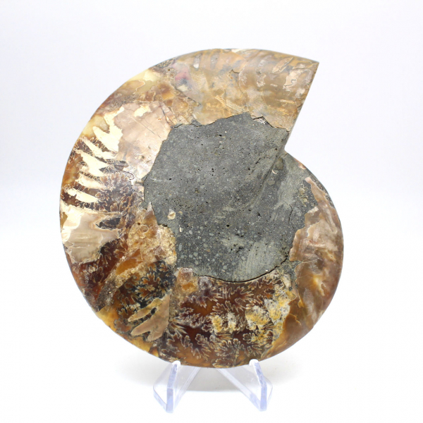 Polished fossil ammonite from Madagascar