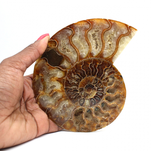 Ammonite one piece