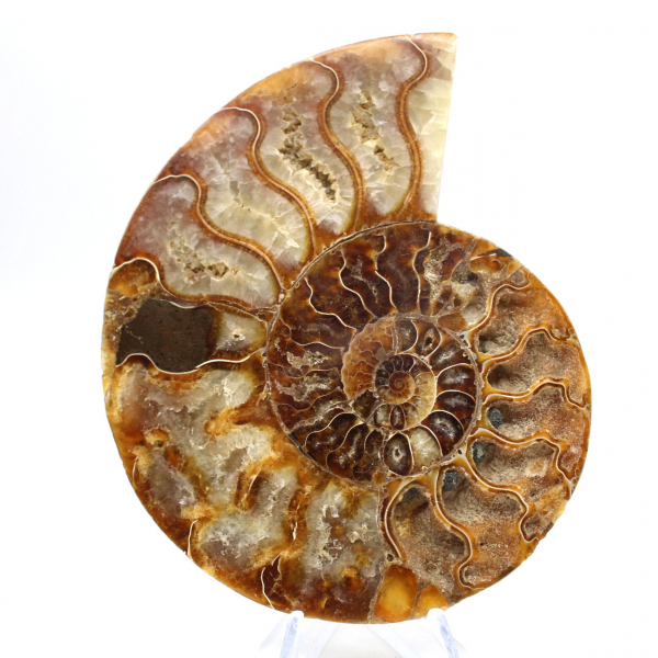 Ammonite one piece