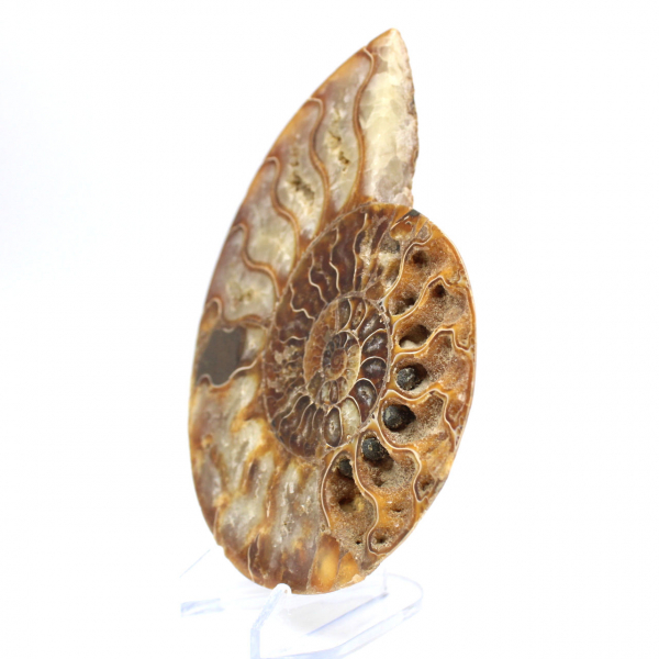 Ammonite one piece