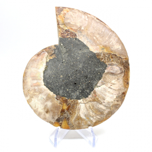 Ammonite one piece