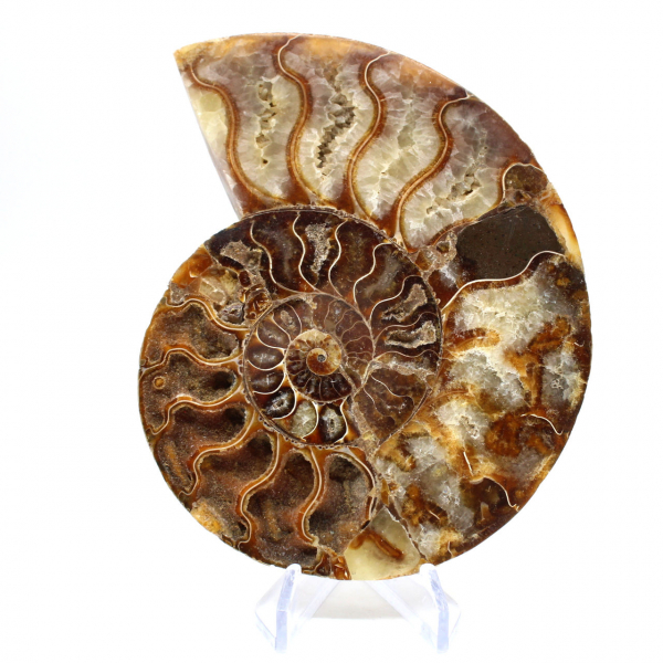 Fossilized ammonite