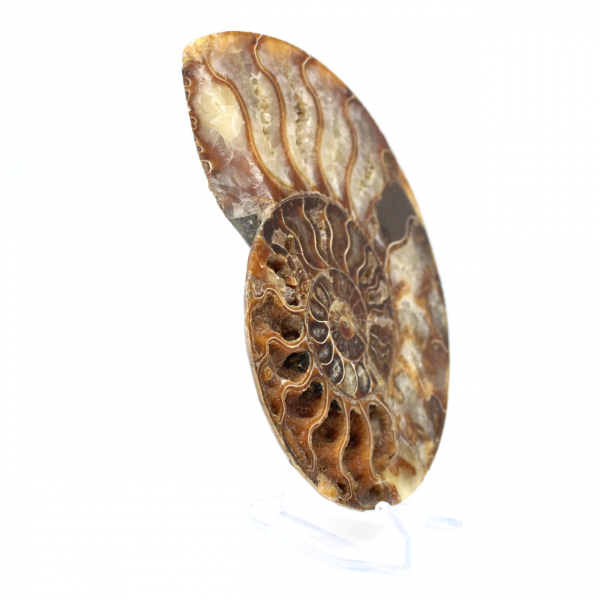 Fossilized ammonite