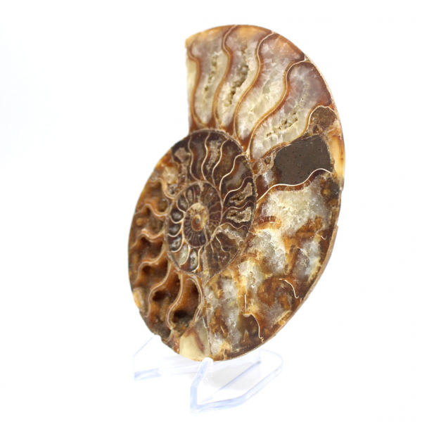 Fossilized ammonite