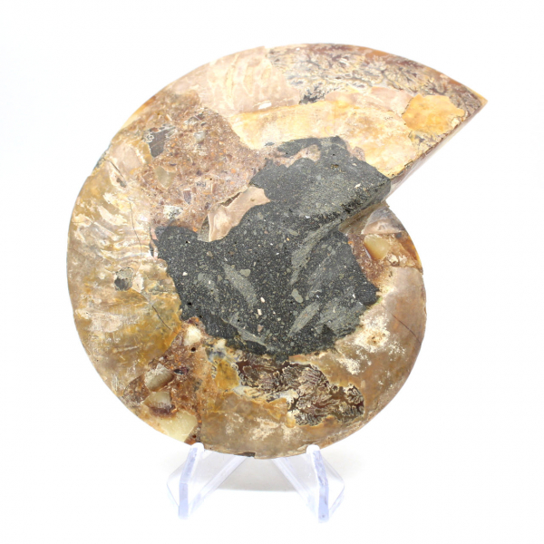 Fossilized ammonite