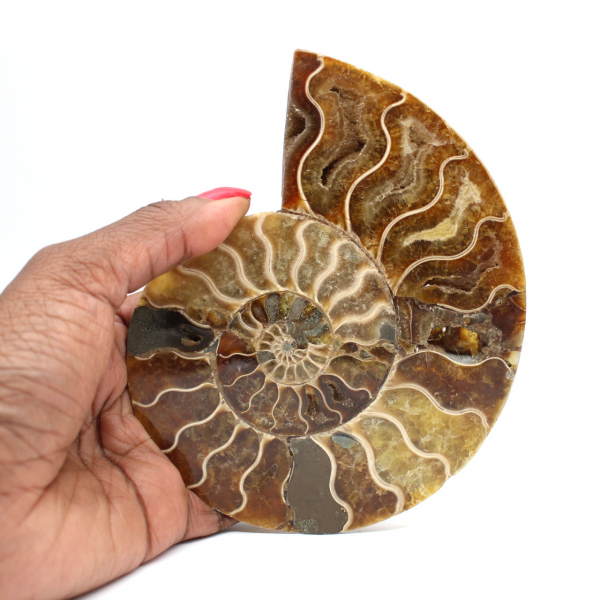 Ammonite from Madagascar