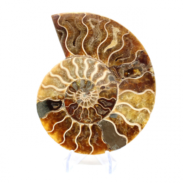 Ammonite from Madagascar