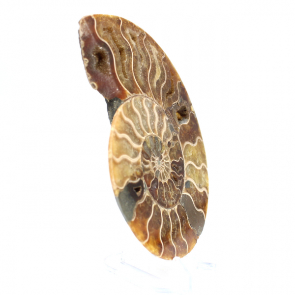 Ammonite from Madagascar