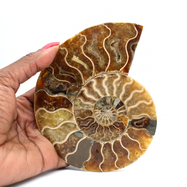 Ammonite