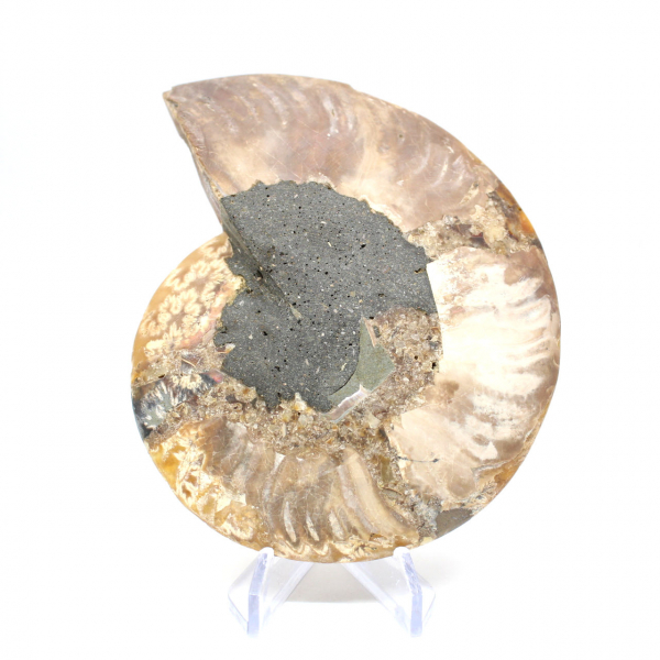 Ammonite