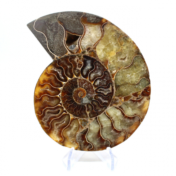 Sawn polished ammonite