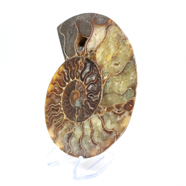 Sawn polished ammonite