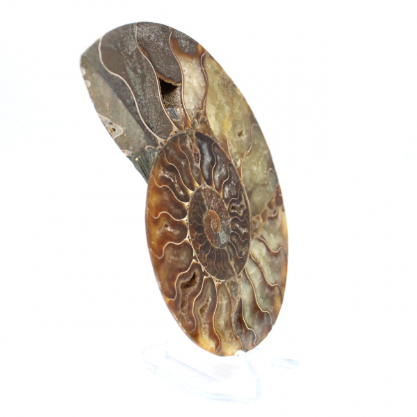 Sawn polished ammonite