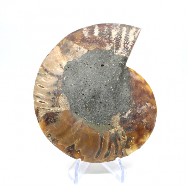 Sawn polished ammonite